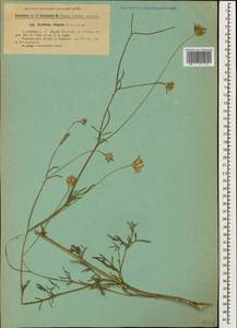 Lomelosia argentea (L.) Greuter & Burdet, Caucasus, Armenia (K5) (Armenia)