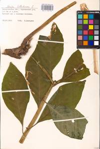 MHA 0 158 572, Atropa belladonna L., Eastern Europe, West Ukrainian region (E13) (Ukraine)