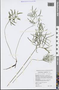 Conioselinum longifolium Turcz., Siberia, Baikal & Transbaikal region (S4) (Russia)