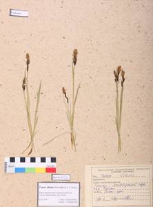 Carex altaica (Gorodkov) V.I.Krecz., Siberia, Altai & Sayany Mountains (S2) (Russia)