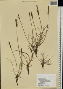 Plantago maritima L., Eastern Europe, North-Western region (E2) (Russia)