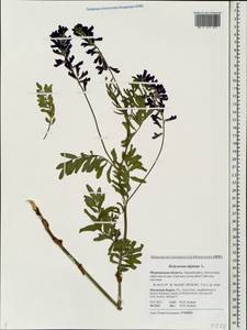 Hedysarum alpinum L., Eastern Europe, Northern region (E1) (Russia)