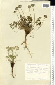 Pachypleurum mutellinoides (Crantz) Holub, Siberia, Central Siberia (S3) (Russia)