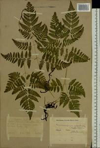 Gymnocarpium robertianum (Hoffm.) Newman, Eastern Europe, Eastern region (E10) (Russia)