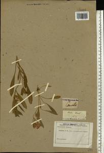 Convolvulus lineatus L., Eastern Europe, Eastern region (E10) (Russia)