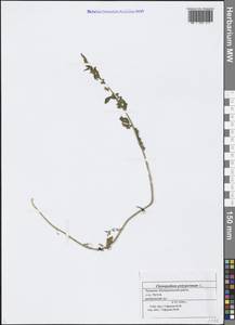 Lipandra polysperma (L.) S. Fuentes, Uotila & Borsch, Eastern Europe, Middle Volga region (E8) (Russia)