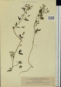 Trigonella procumbens (Besser)Rchb., Eastern Europe, West Ukrainian region (E13) (Ukraine)