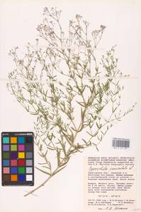 Gypsophila paniculata L., Eastern Europe, Lower Volga region (E9) (Russia)