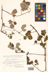 Rubus parvifolius L., Siberia, Russian Far East (S6) (Russia)