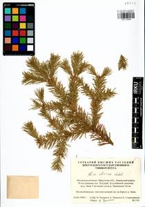 Abies sibirica Ledeb., Siberia, Baikal & Transbaikal region (S4) (Russia)