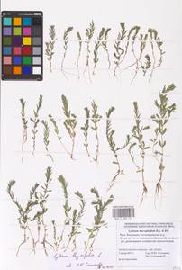 Lythrum thymifolia L., Eastern Europe, Lower Volga region (E9) (Russia)