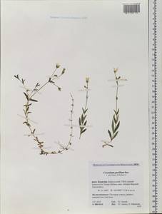 Cerastium pusillum Ser., Siberia, Baikal & Transbaikal region (S4) (Russia)