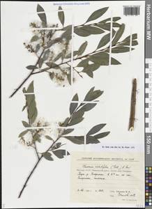 Chosenia arbutifolia (Pall.) A.K.Skvortsov, Siberia, Yakutia (S5) (Russia)