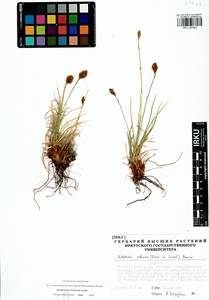 Carex borealipolaris S.R.Zhang, Siberia, Baikal & Transbaikal region (S4) (Russia)