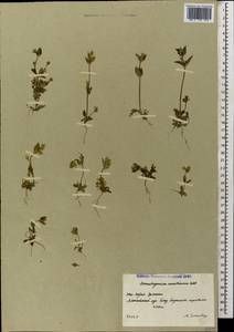 Lomatogonium carinthiacum (Wulfen) Reichenb., Caucasus, South Ossetia (K4b) (South Ossetia)