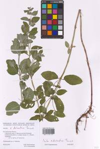 Mentha × dalmatica Tausch, Eastern Europe, Central forest-and-steppe region (E6) (Russia)