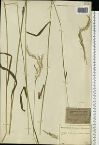 Calamagrostis arundinacea (L.) Roth, Eastern Europe, Central forest-and-steppe region (E6) (Russia)