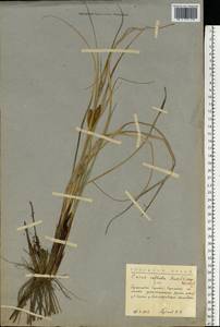 Carex rostrata var. rostrata, Eastern Europe, Northern region (E1) (Russia)
