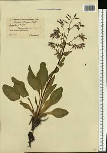 Rindera tetraspis (Pall.) L'Hér. ex DC. & A. DC., Eastern Europe, Lower Volga region (E9) (Russia)