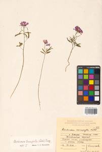 Cardamine trifida (Lam. ex Poir.) B. M. G. Jones, Siberia, Russian Far East (S6) (Russia)