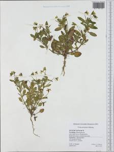Viola arvensis Murray, Western Europe (EUR) (Germany)