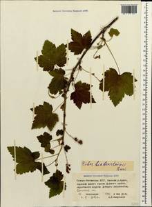 Ribes biebersteinii Berland., Caucasus, North Ossetia, Ingushetia & Chechnya (K1c) (Russia)