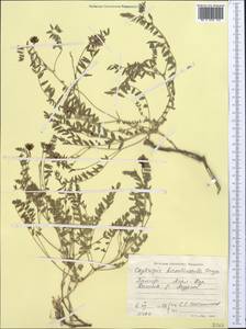 Oxytropis hirsutiuscula Freyn, Middle Asia, Pamir & Pamiro-Alai (M2) (Tajikistan)