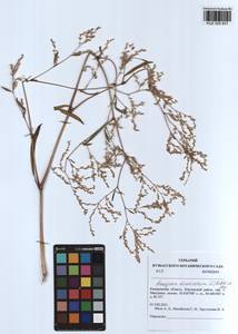 Koenigia divaricata (L.) T. M. Schust. & Reveal, Siberia, Altai & Sayany Mountains (S2) (Russia)