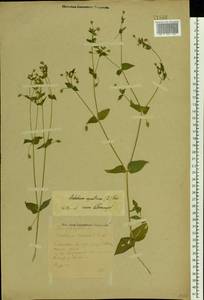 Stellaria aquatica (L.) Scop., Eastern Europe, Moscow region (E4a) (Russia)