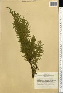 Juniperus pseudosabina Fisch. & C.A.Mey., Siberia, Altai & Sayany Mountains (S2) (Russia)