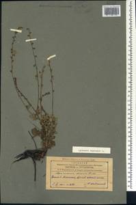 Agrimonia eupatoria L., Caucasus, Azerbaijan (K6) (Azerbaijan)