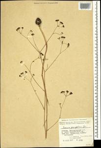Bunium paucifolium DC., Caucasus, Armenia (K5) (Armenia)