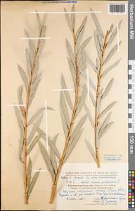Salix purpurea L., Eastern Europe, North Ukrainian region (E11) (Ukraine)