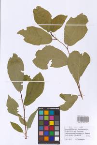 Prunus padus L., Eastern Europe, Central forest-and-steppe region (E6) (Russia)