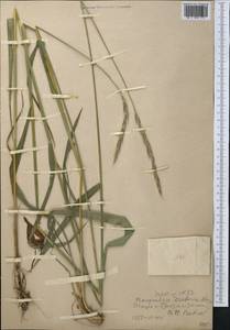 Elymus drobovii (Nevski) Tzvelev, Middle Asia, Western Tian Shan & Karatau (M3) (Uzbekistan)