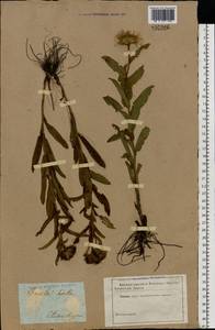 Pentanema hirtum (L.) D. Gut. Larr., Santos-Vicente, Anderb., E. Rico & M. M. Mart. Ort., Eastern Europe, South Ukrainian region (E12) (Ukraine)