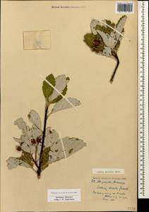 Hedlundia persica (Hedl.) Mezhenskyj, Caucasus, Armenia (K5) (Armenia)