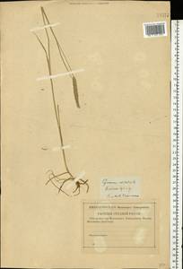 Cynosurus cristatus L., Eastern Europe, Central region (E4) (Russia)