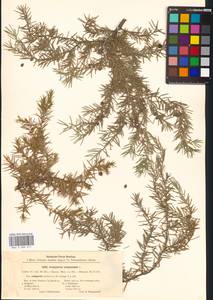 Juniperus communis L., Eastern Europe, Central forest-and-steppe region (E6) (Russia)