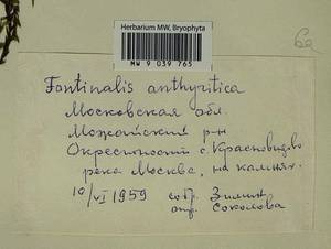 Fontinalis antipyretica Hedw., Bryophytes, Bryophytes - Moscow City & Moscow Oblast (B6a) (Russia)