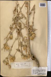 Cousinia vicaria Kult., Middle Asia, Western Tian Shan & Karatau (M3) (Kazakhstan)