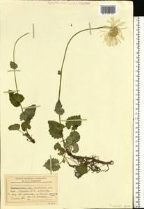 Doronicum carpaticum (Griseb. & Schenk) Nyman, Eastern Europe, West Ukrainian region (E13) (Ukraine)