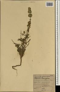 Salvia lanigera Poir., South Asia, South Asia (Asia outside ex-Soviet states and Mongolia) (ASIA) (Iraq)