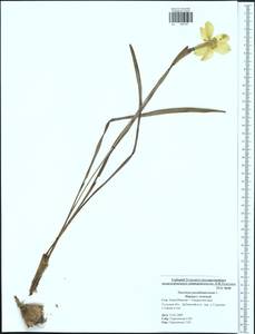 Narcissus pseudonarcissus L., Eastern Europe, Central region (E4) (Russia)