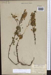 Chamaecytisus ruthenicus (Fisch. ex Woł.) Klásk., Eastern Europe, Belarus (E3a) (Belarus)