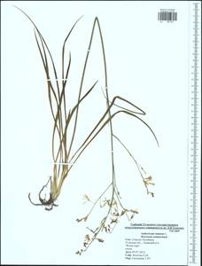 Anthericum ramosum L., Eastern Europe, Central region (E4) (Russia)