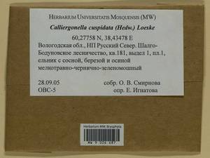 Calliergonella cuspidata (Hedw.) Loeske, Bryophytes, Bryophytes - European North East (B7) (Russia)