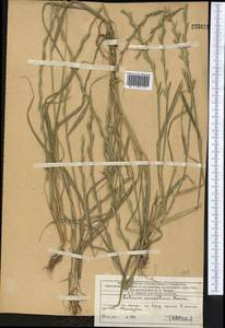 Lolium temulentum L., Middle Asia, Western Tian Shan & Karatau (M3) (Kazakhstan)