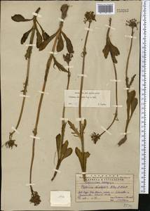 Valeriana chionophila Popov & Kult., Middle Asia, Western Tian Shan & Karatau (M3) (Kazakhstan)