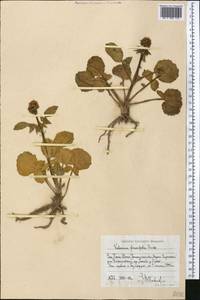 Valeriana ficariifolia Boiss., Middle Asia, Western Tian Shan & Karatau (M3) (Uzbekistan)